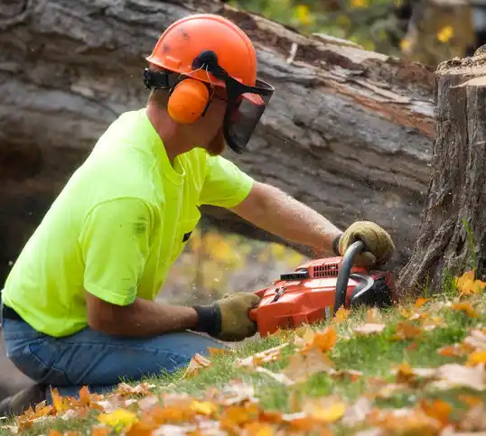 tree services Brady